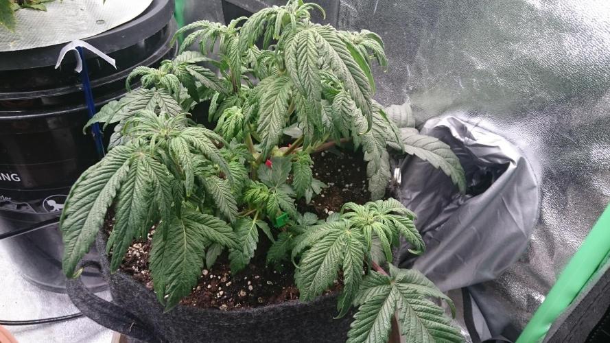 Bagseed BloodDragon lastone. Week 7 - 75