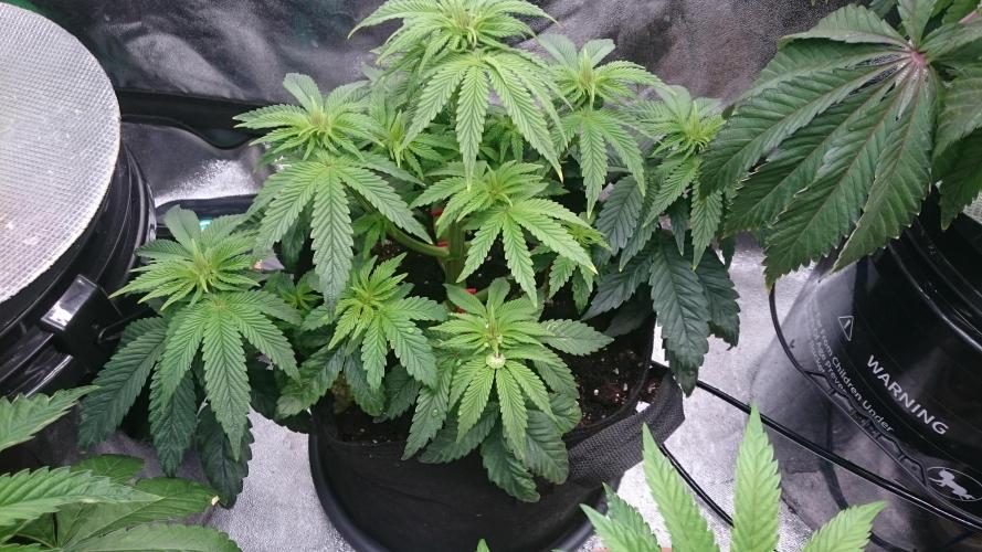 Lady Muireann. Week 5 - 57