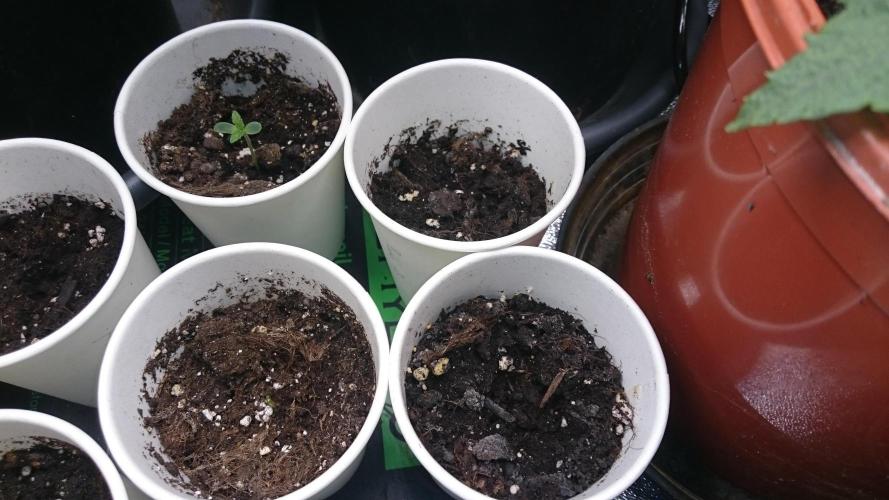 Lady LAdy. Week 0 - 7