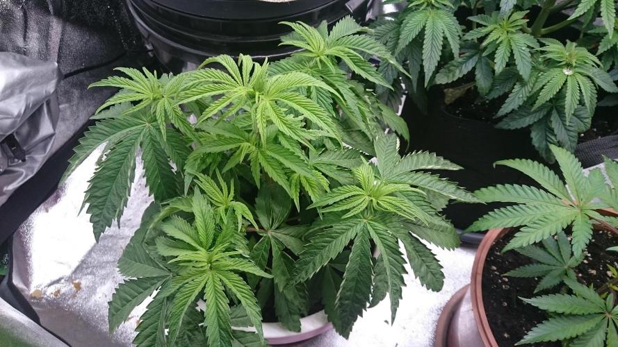 Lady Parysatis. Week 4 - 35