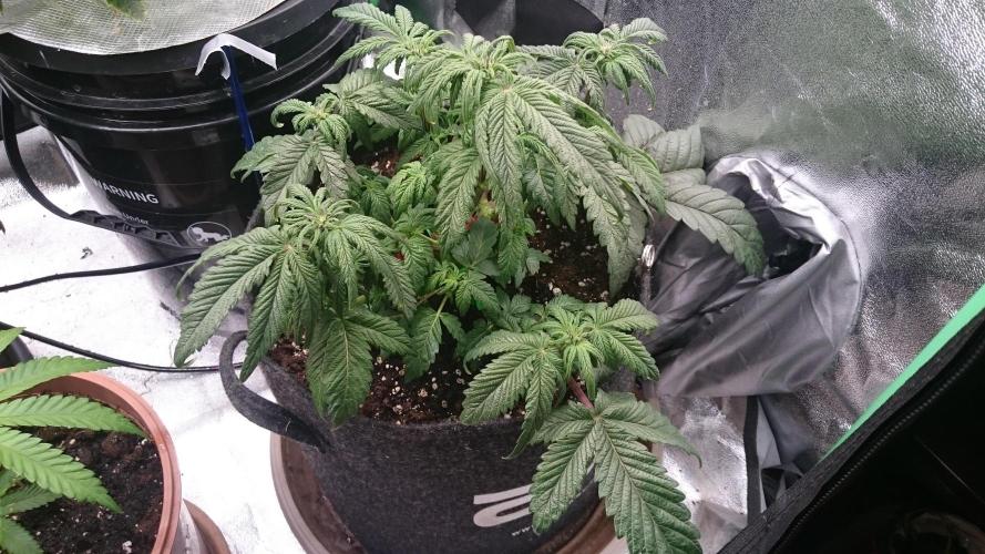 Bagseed BloodDragon lastone. Week 7 - 76