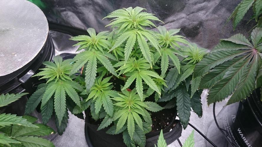 Lady Muireann. Week 5 - 58