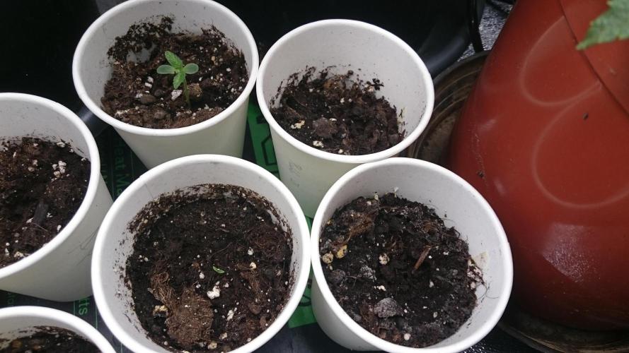 Lady LAdy. Week 0 - 8