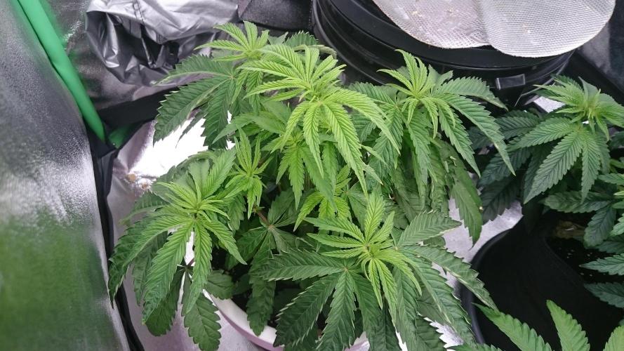 Lady Parysatis. Week 4 - 36