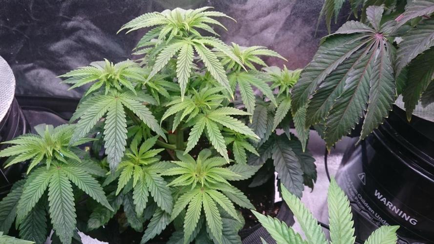 Lady Muireann. Week 5 - 59