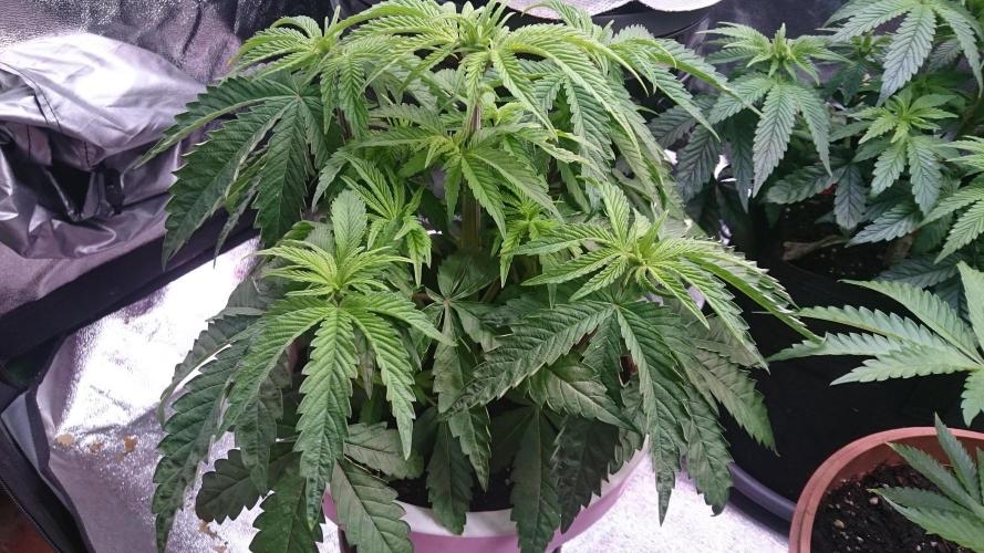 Lady Parysatis. Week 4 - 37