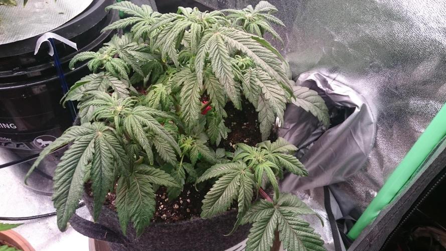 Bagseed BloodDragon lastone. Week 7 - 77