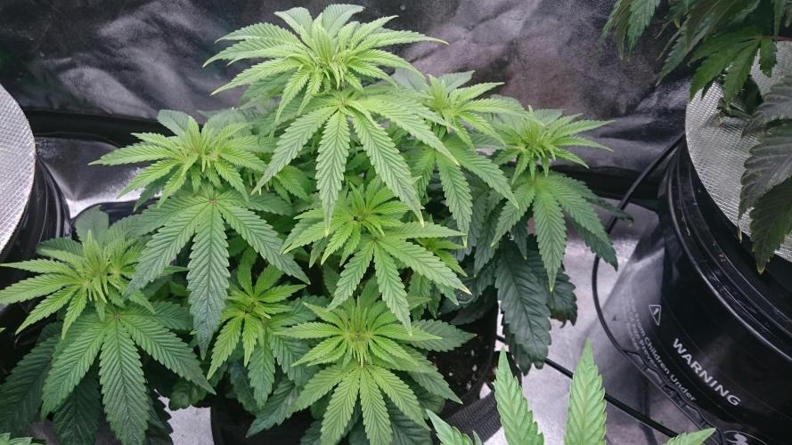 Lady Muireann. Week 6 - 60