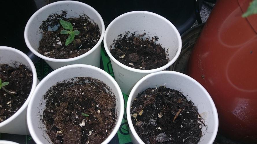 Lady LAdy. Week 1 - 10