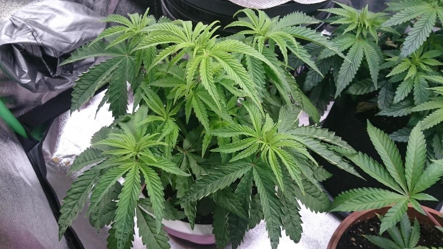 Lady Parysatis. Week 4 - 38