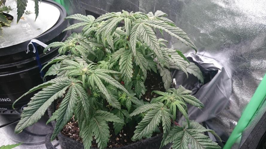 Bagseed BloodDragon lastone. Week 7 - 78