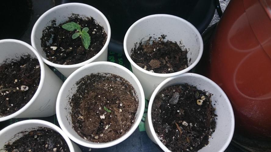 Lady LAdy. Week 1 - 11