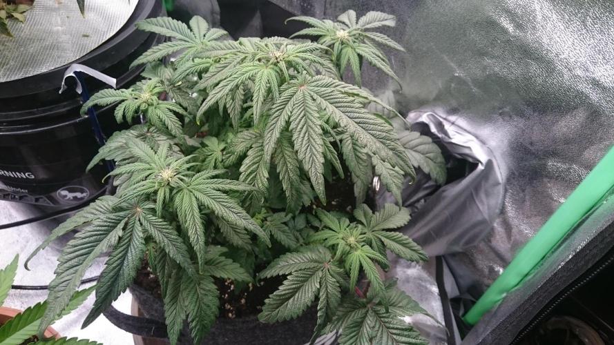 Bagseed BloodDragon lastone. Week 8 - 80