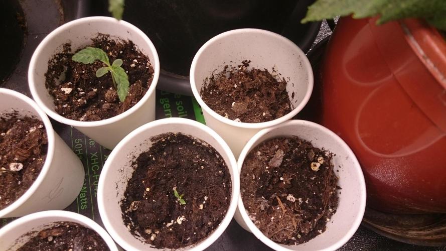 Lady LAdy. Week 1 - 12