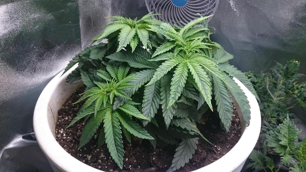 Lady Ambrosia. Week 4 - 42