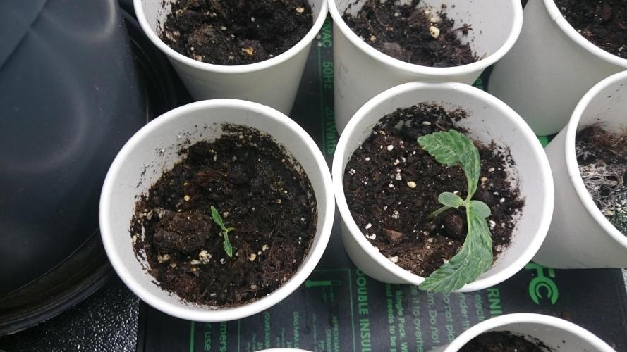 Lady LAdy. Week 1 - 15