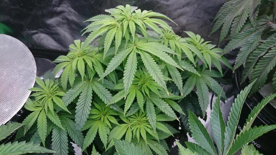 Lady Muireann. Week 6 - 65