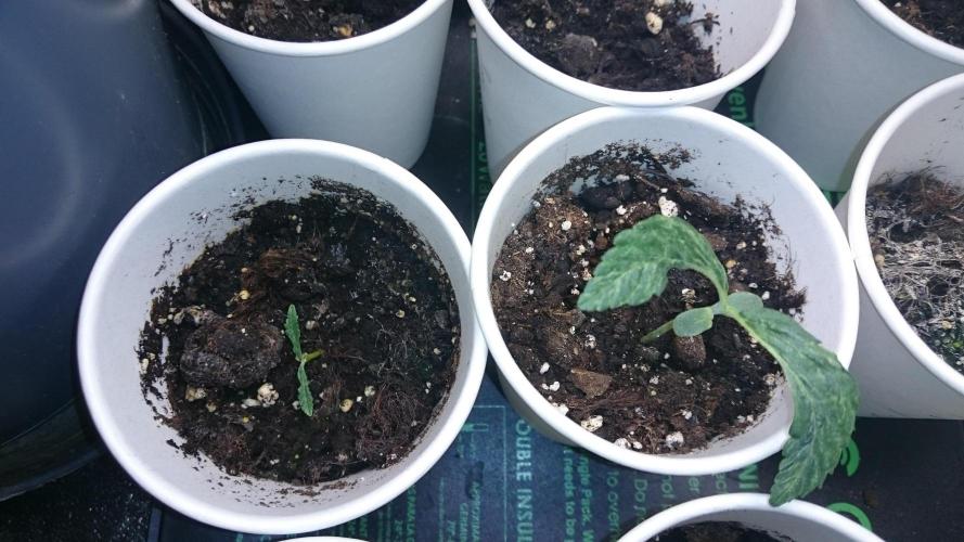 Lady LAdy. Week 1 - 16