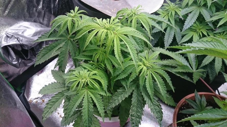 Lady Parysatis. Week 5 - 44