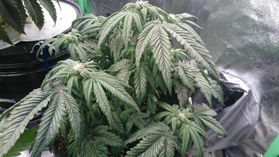 Bagseed BloodDragon lastone. Week 8 - 84