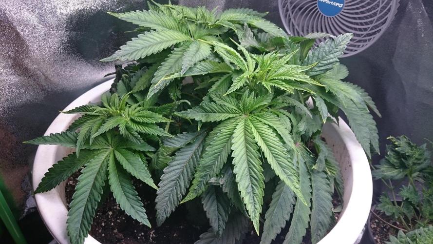 Lady Ambrosia. Week 4 - 43