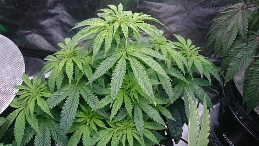 Lady Muireann. Week 6 - 66