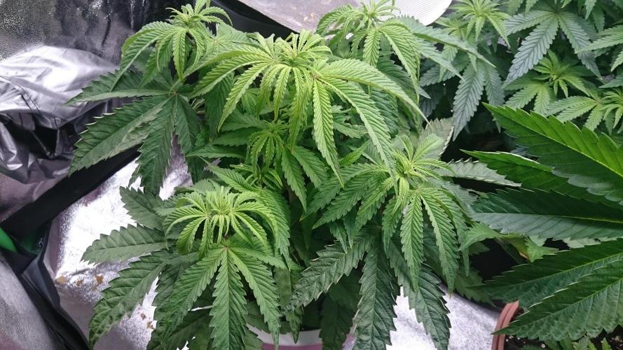 Lady Parysatis. Week 5 - 45