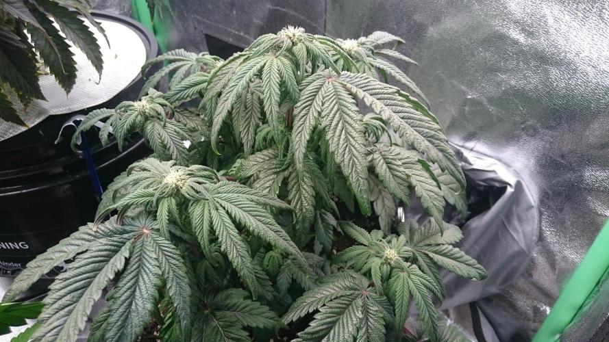 Bagseed BloodDragon lastone. Week 8 - 85