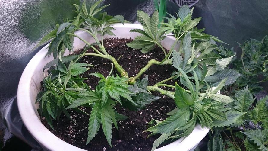 Lady Ambrosia. Week 4 - 44