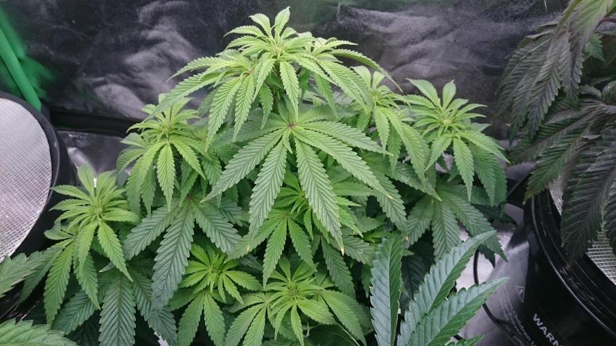 Lady Muireann. Week 6 - 68