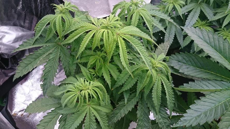 Lady Parysatis. Week 5 - 47