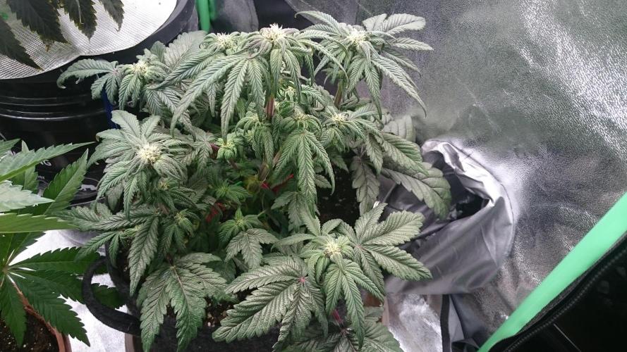 Bagseed BloodDragon lastone. Week 8 - 86