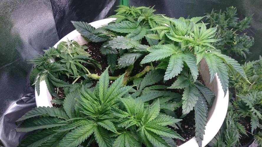 Lady Ambrosia. Week 4 - 46