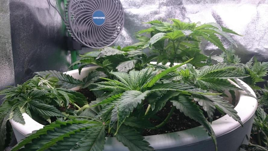 Lady Ambrosia. Week 4 - 46