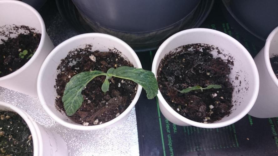 Lady LAdy. Week 1 - 19