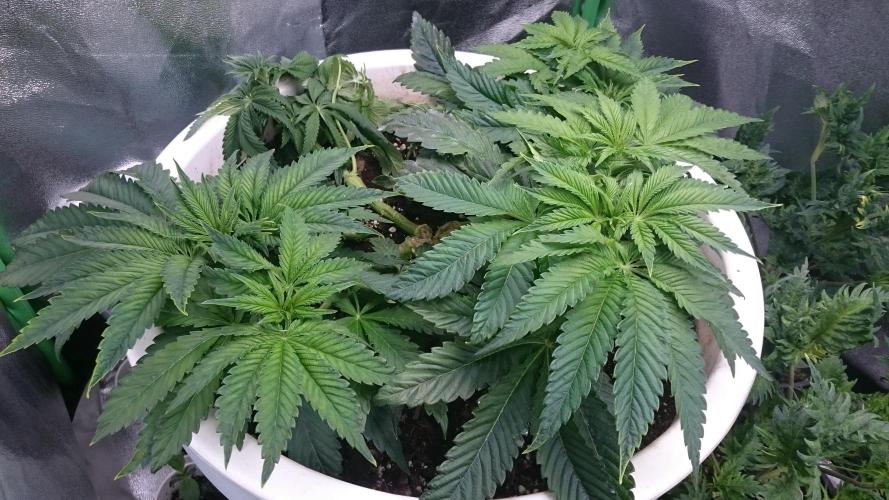 Lady Ambrosia. Week 4 - 47