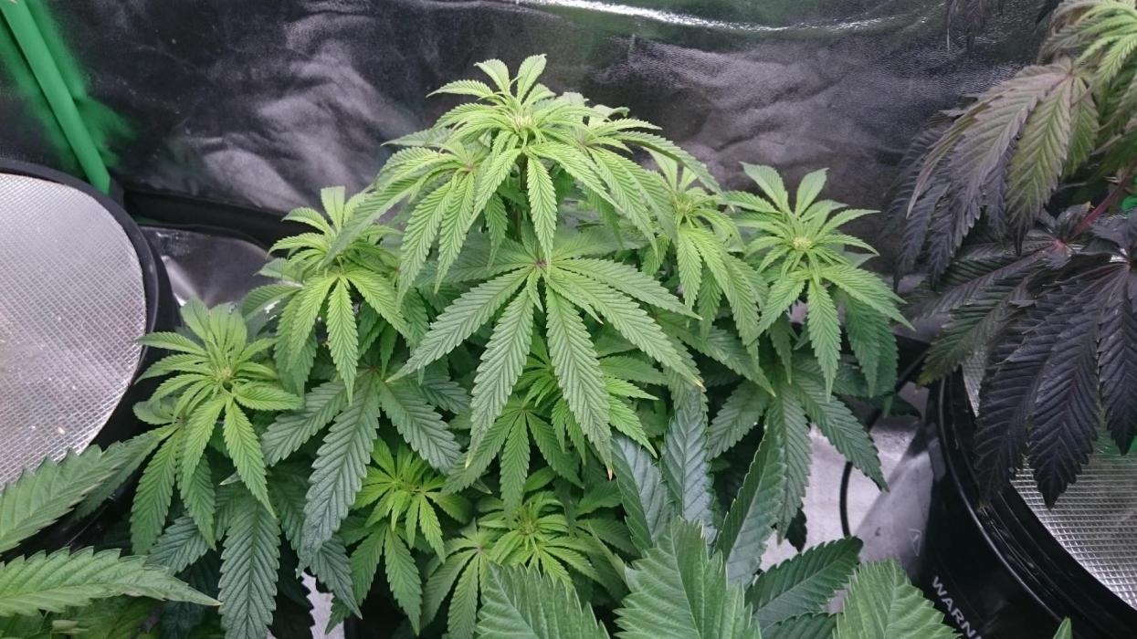 Lady Muireann. Week 7 - 70