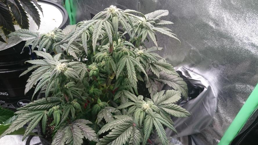 Bagseed BloodDragon lastone. Week 8 - 88