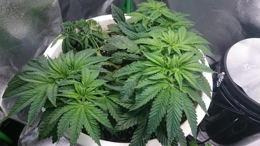 Lady Ambrosia. Week 4 - 48