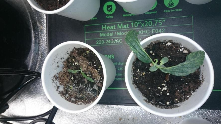 Lady LAdy. Week 2 - 21