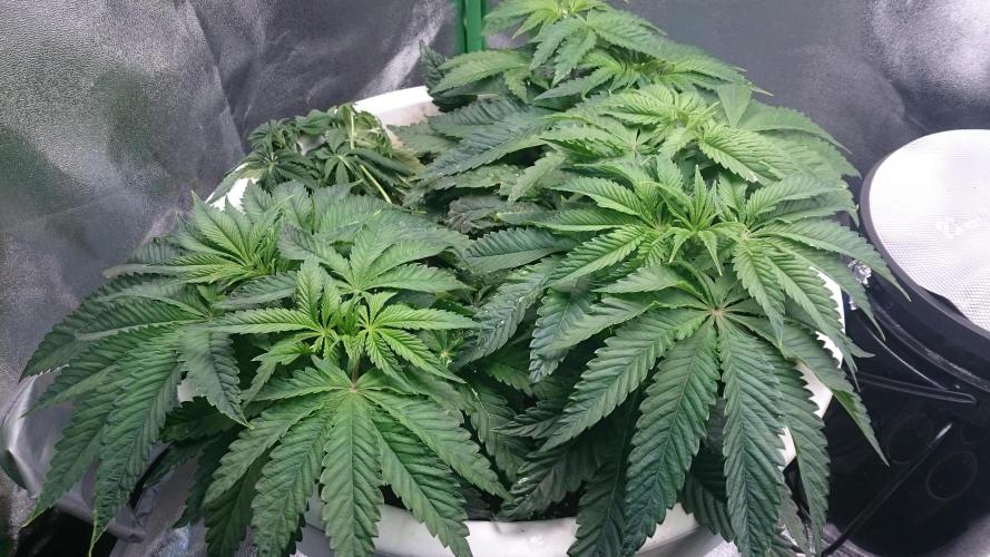 Lady Ambrosia. Week 5 - 50