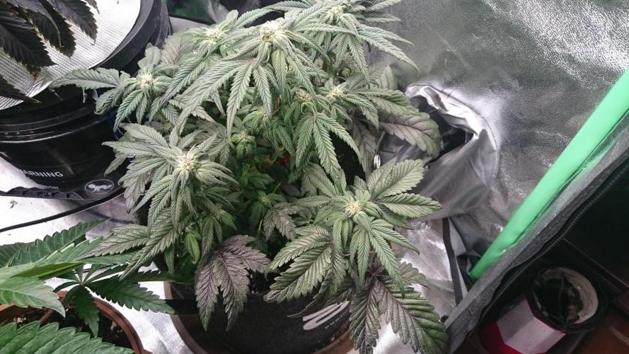 Bagseed BloodDragon lastone. Week 8 - 89