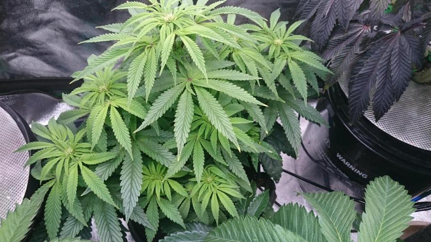 Lady Muireann. Week 7 - 72