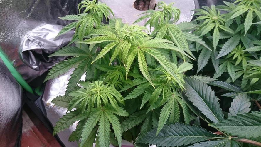 Lady Parysatis. Week 5 - 52