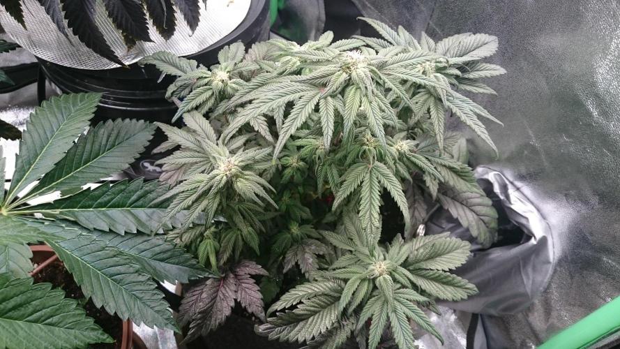 Bagseed BloodDragon lastone. Week 9 - 100