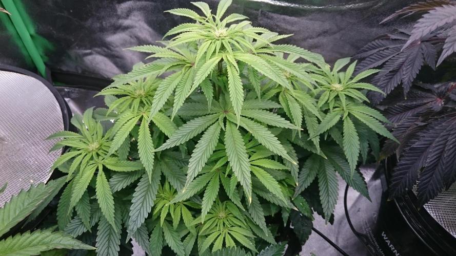 Lady Muireann. Week 7 - 73