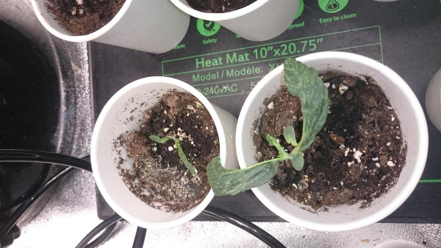 Lady LAdy. Week 2 - 22