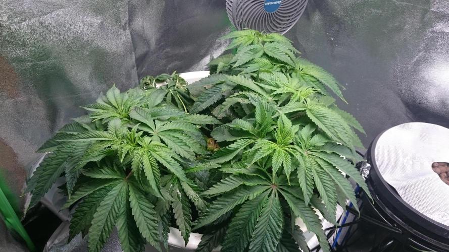 Lady Ambrosia. Week 5 - 51