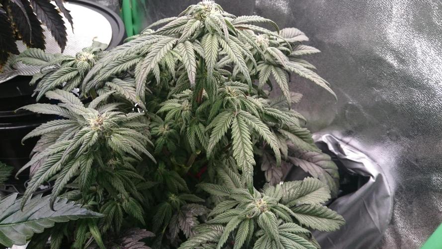 Bagseed BloodDragon lastone. Week 9 - 1