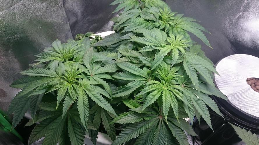 Lady Ambrosia. Week 5 - 53